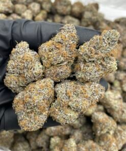 Strawberry Snowcone Cannabis Strain
