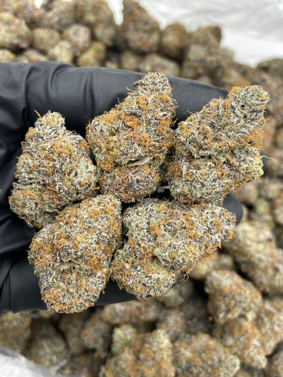 Strawberry Snowcone Cannabis Strain