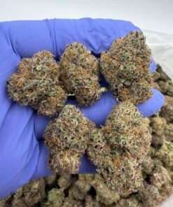 jumbo lemonz exotic indoor flower