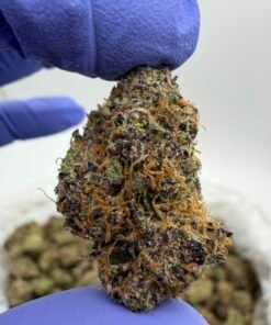 Alternative view of jumbo lemonz exotic indoor flower
