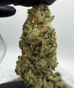 jet fuel runtz exotic indoor flower