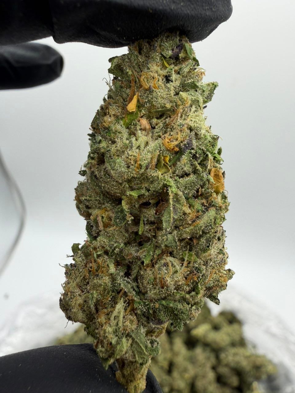 Jet fuel runtz exotic indoor flower