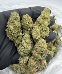 Alternative view of jet fuel runtz exotic indoor flower