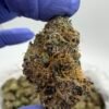 Jumbo Lemonz Exotic Indoor Flower
