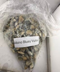 Buy Albino Bluey Vuitton Mushrooms