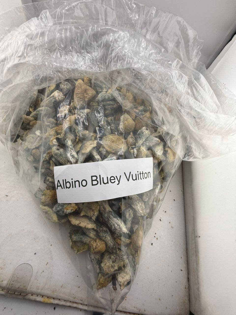 Buy Albino Bluey Vuitton Mushrooms