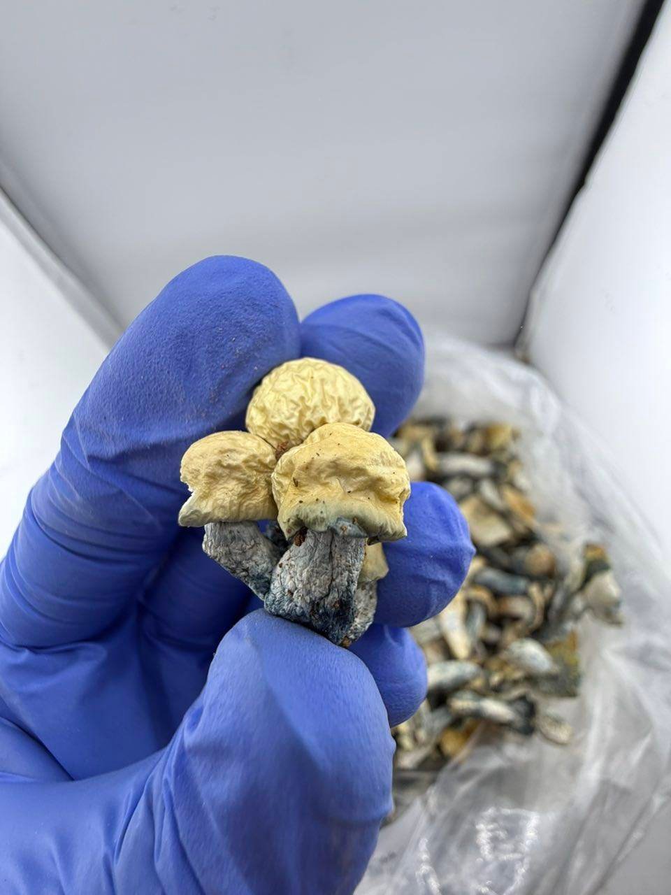 Buy Albino Bluey Vuitton Mushrooms - Image 3
