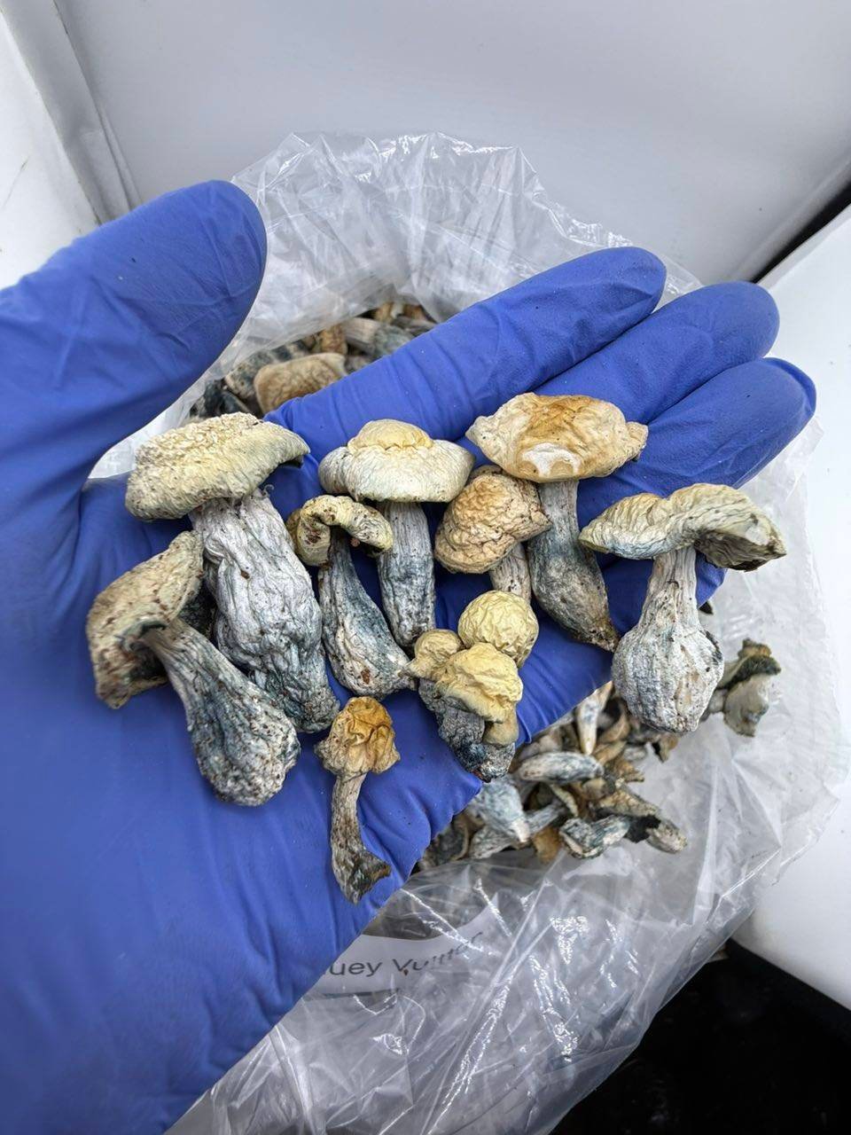 Buy Albino Bluey Vuitton Mushrooms - Image 4