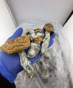 Alternative view of Buy Penis Envy Mushrooms
