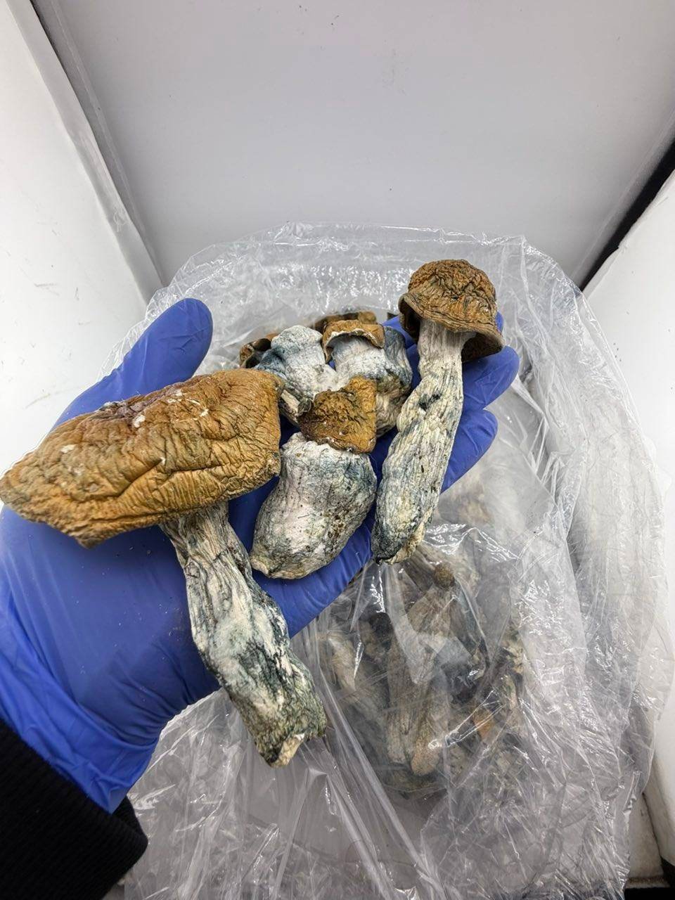Penis Envy Mushrooms - Image 2