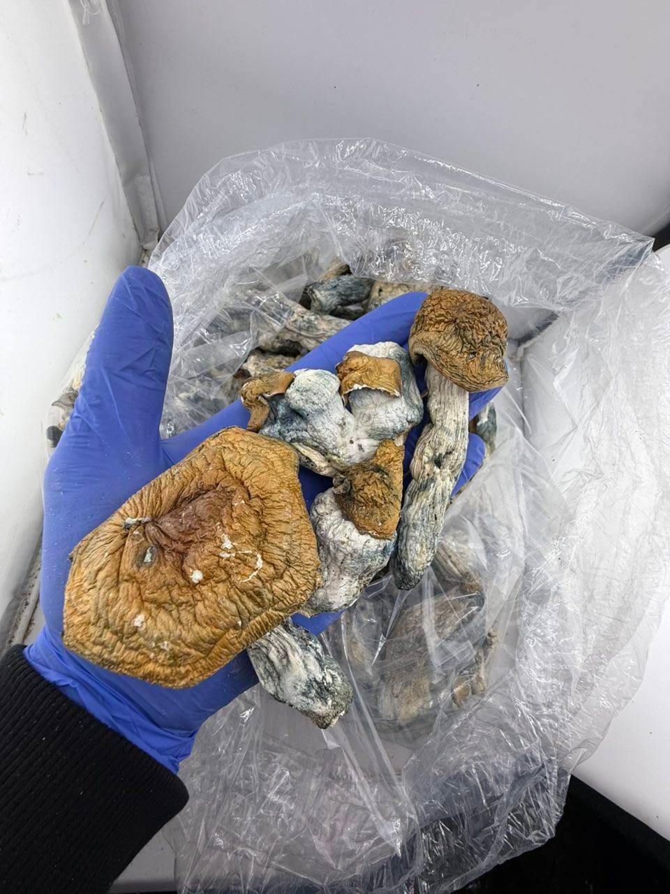Penis Envy Mushrooms - Image 3