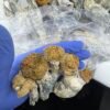 Buy Hillbilly Mushrooms